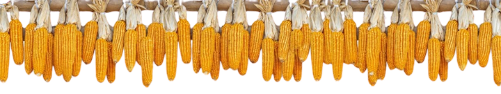 Corn Border